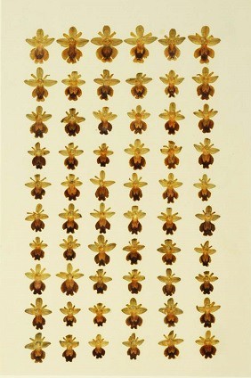 Ophrys (lips of diverse species)